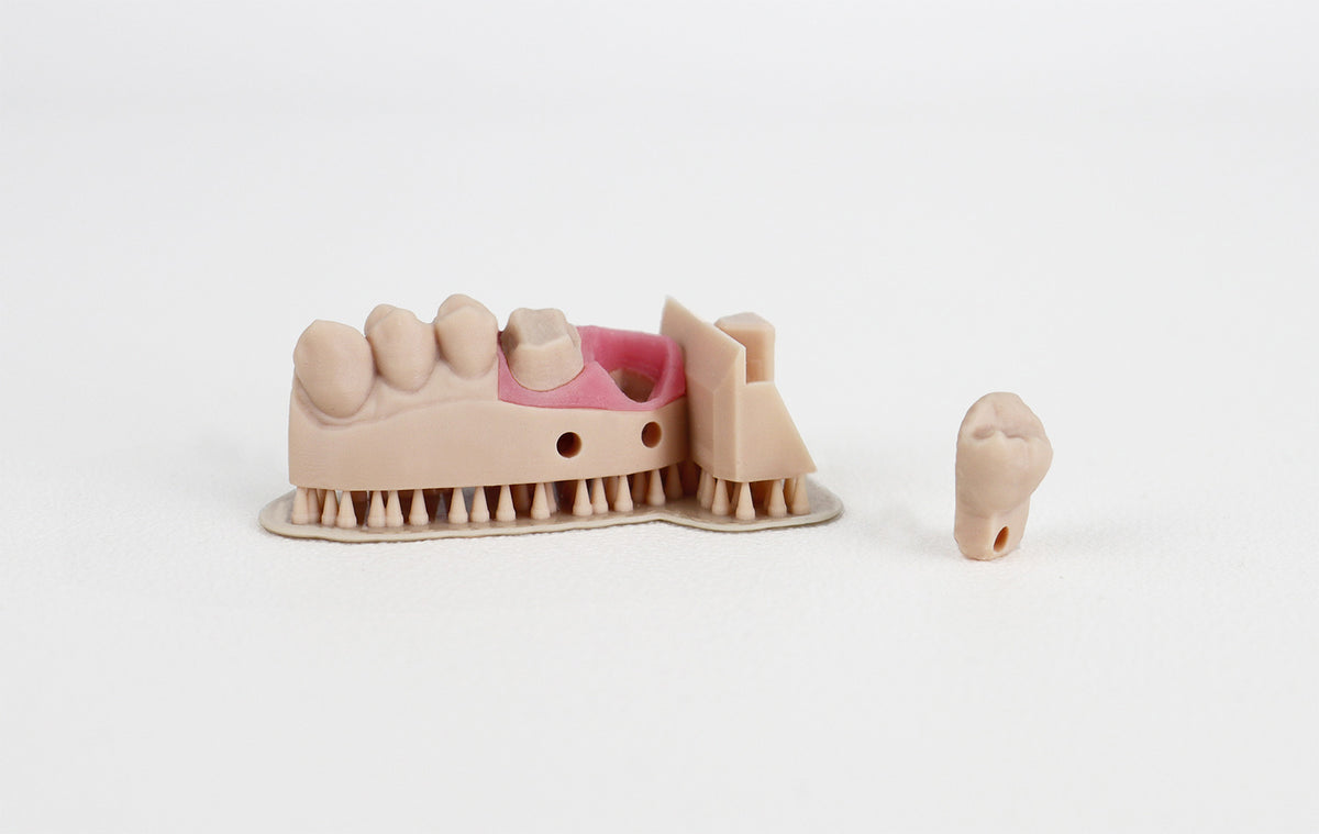 Modelo dental parcial impreso en Liqcreate Dental Model Pro beige